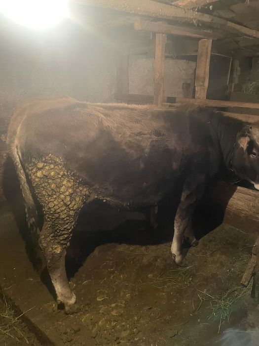 Продам Телочку год и 2 месяца