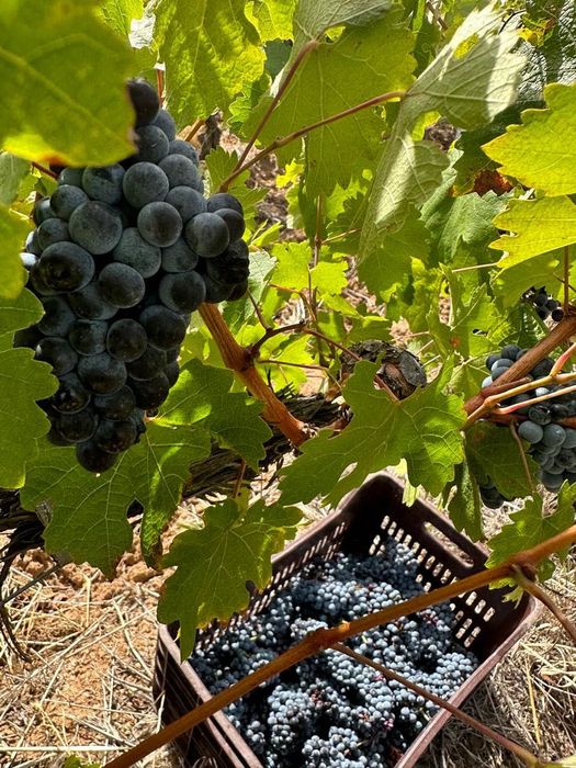 Продава грозде за вино и ракия (широка мелнишка)