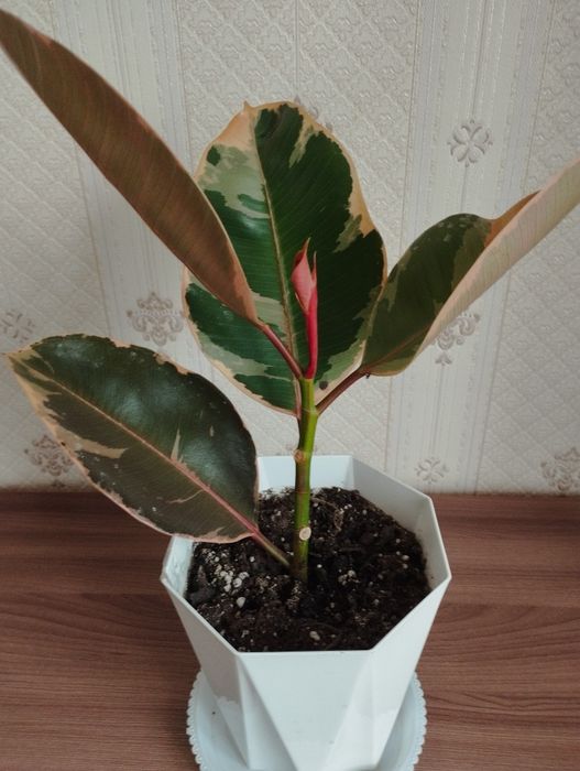 Кротоны пёстрые  ,район Евразии