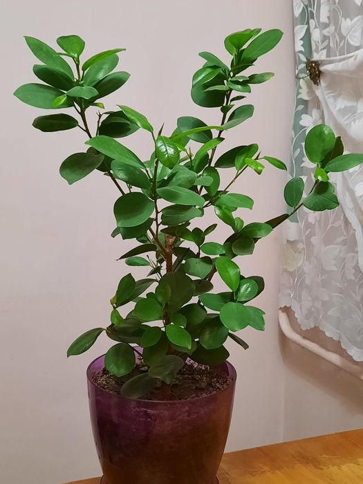 Фикус Микрокарпа, Бенджамина срочно