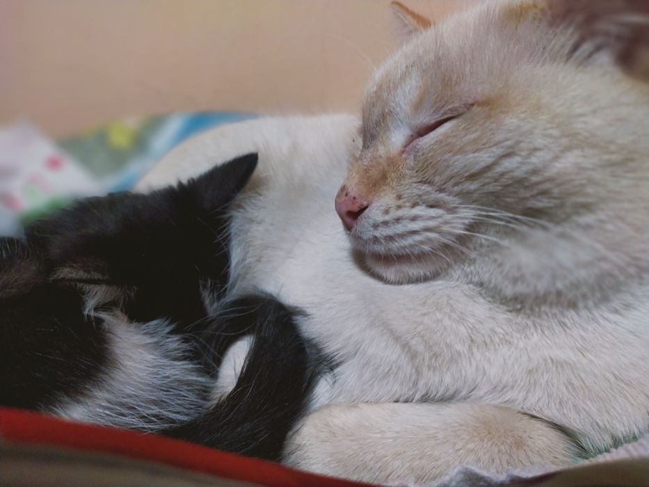 Отдам в добрые руки котёнка