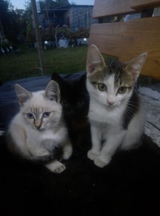 Котята ищут домик