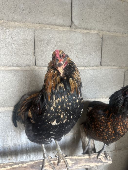 Петушки Амераукана