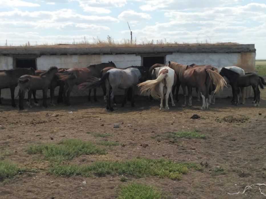 Продаётся табун лошадей