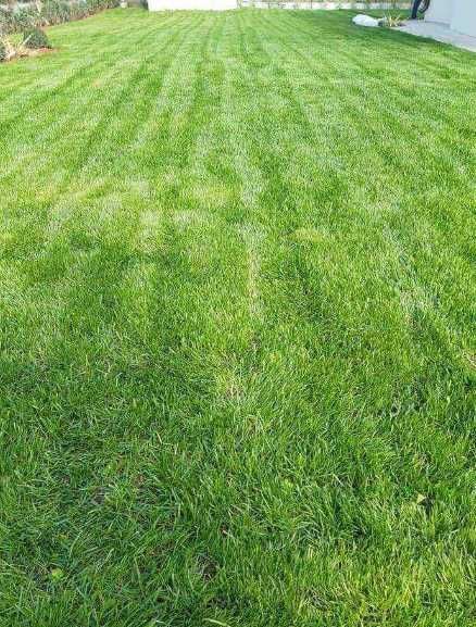 Gazon Rulou Si Insamantare