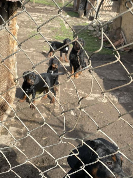 Чистокръвни мъжки български гончета