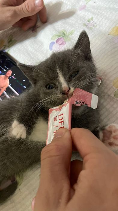 Британский котонёк продам срочно