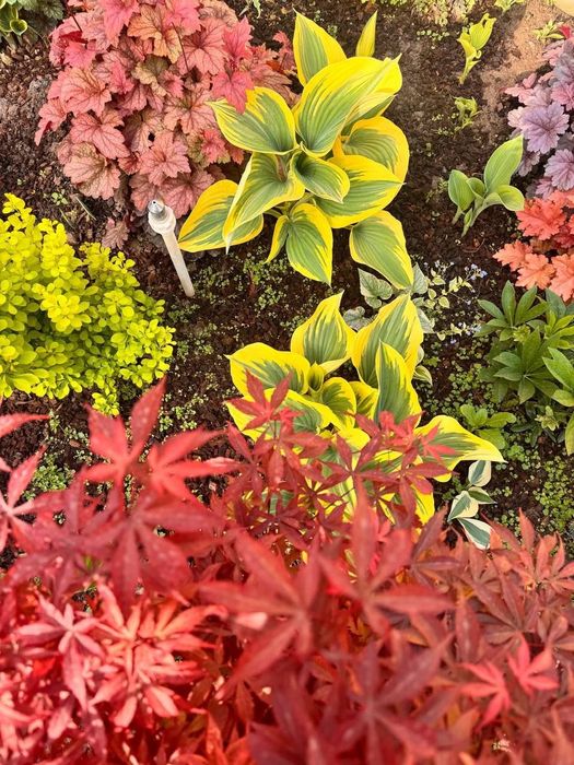 Клён -декоративно лиственный