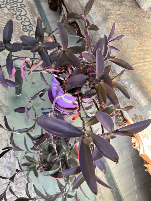 Комнатные свиты