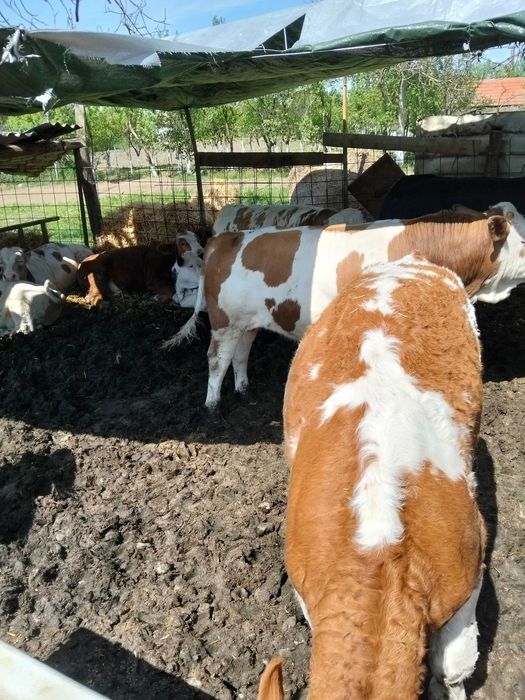 Vand vitei de rasa,greutate intre 250_330kg,crescuti in conditii bune,hraniti corespunzator .