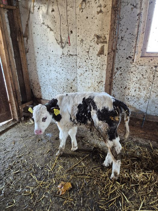 Vând tăuraș și vițea alb-albastru belgian