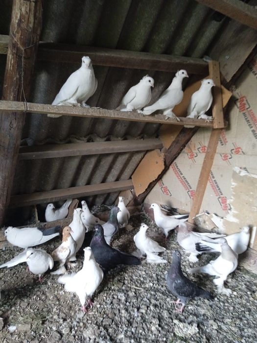 Продам голубей.          .