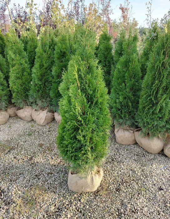 Tuia smaragd ( thuja ) cupressus leylandii 1.6m - 1.8m, gard viu verde