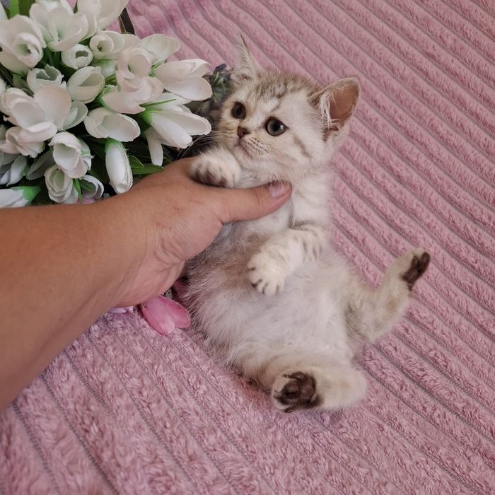 Британские котята