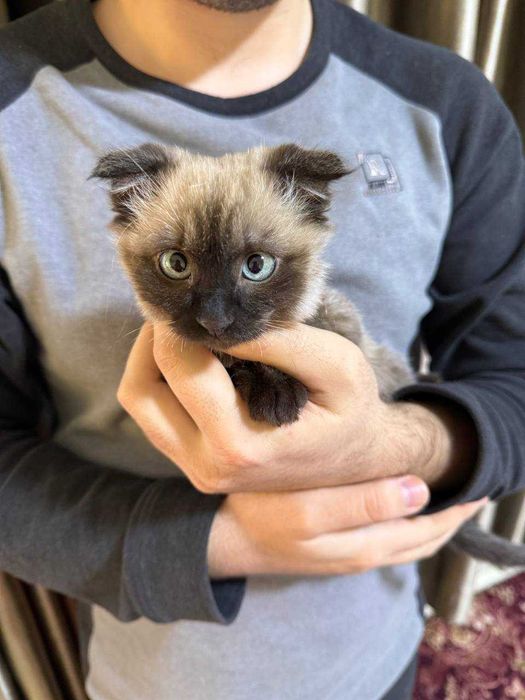 Котенок метис сиамской и скотиш фолд породы