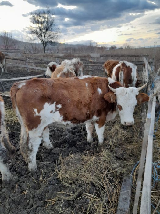 Junici bălțată romîneasaca si vitei sugari de bălțată