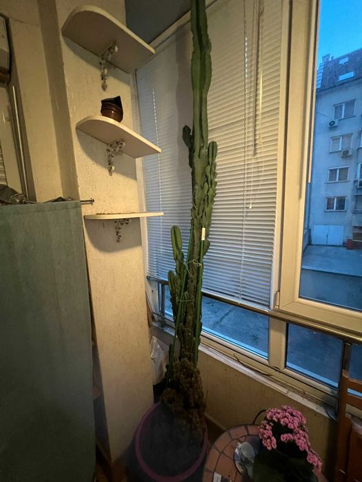 Кактус на 30 години