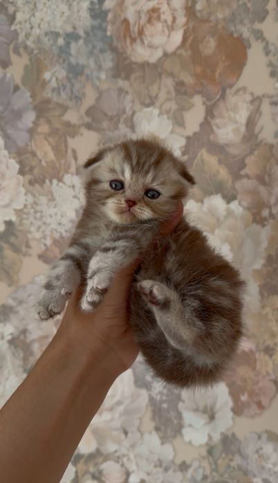 Шотландский вислоухий котята
