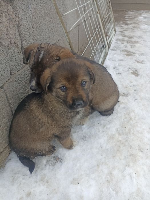 Щенки бесплатно в добрые руки