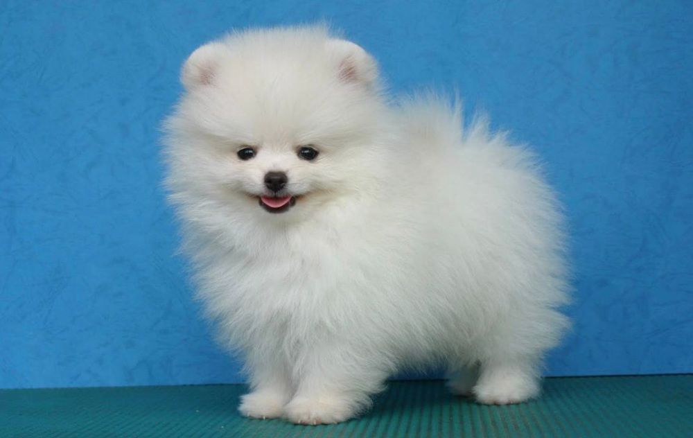 Шпиц померанский