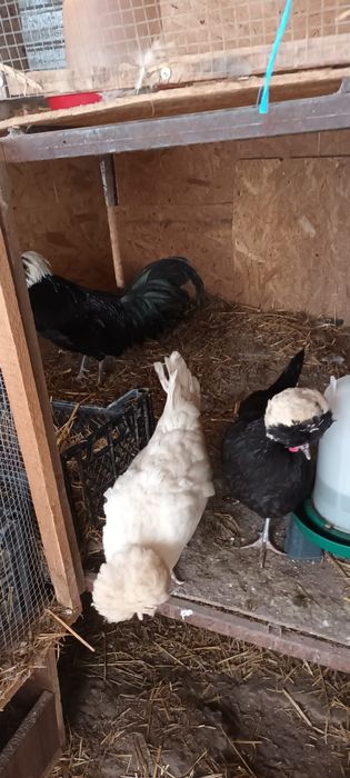 Moțată olandeză,Brahma