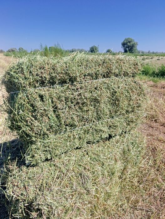 Продам чистый клевер