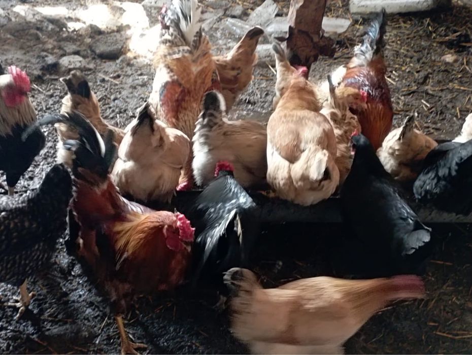 Продам срочно  кур несушки