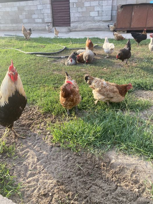 Продам кур домашних