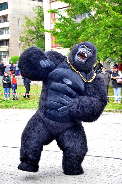 Изненада Голяма Бяла Мечка, Стич, Ейнжъл или Конг Конг