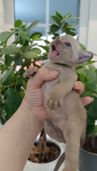 Шикарный котенок европейской бурмы