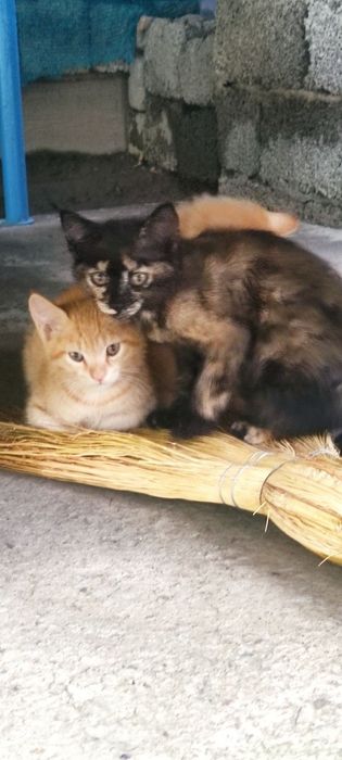 Отдам котят в добрые руки