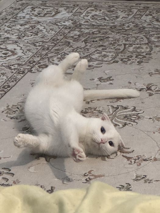 Веслоухлый шотланец