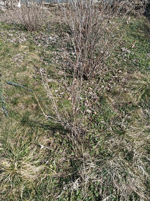 Продам рассаду черная смородина