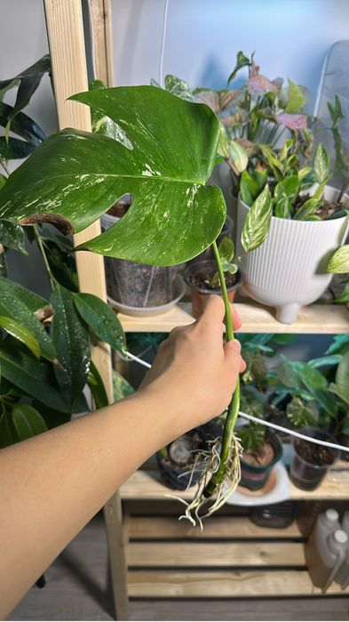 Монстера Альба и Тайское созвездие