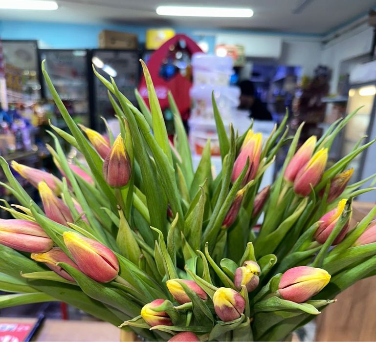 Тюльпаны продаю срочно