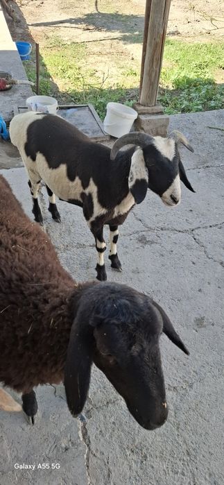 Yuqlar sotiladi Buxoro shaxarda