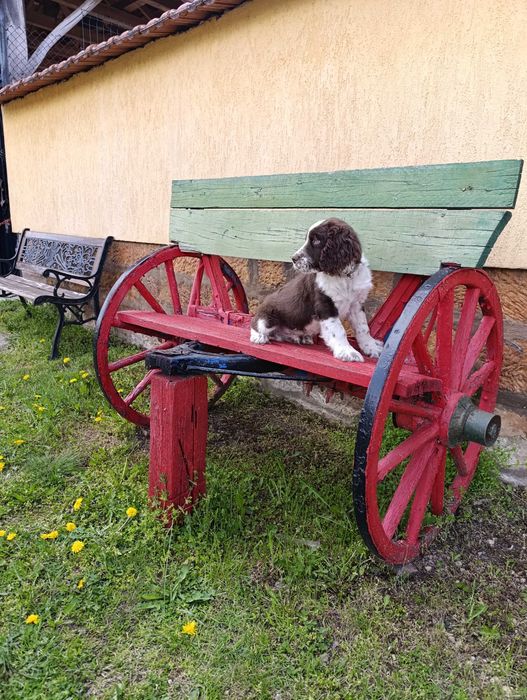 ШПРИНГЕР шпанол мъжко