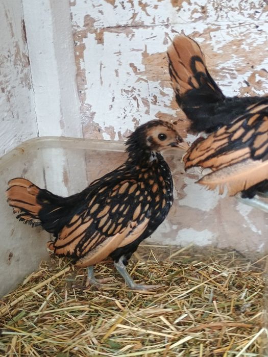 Găini disponibile și pui