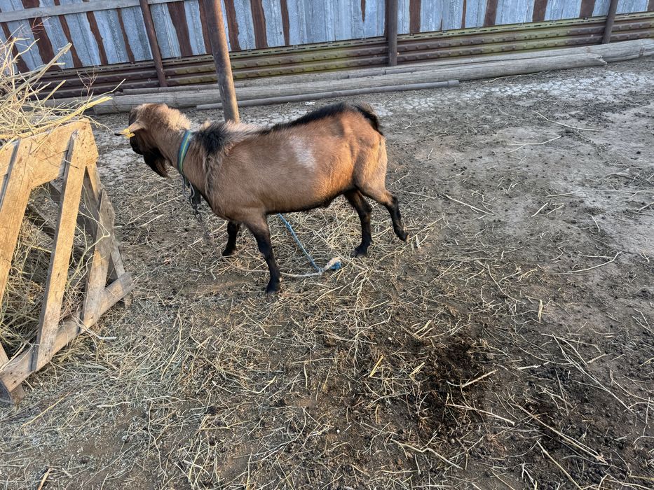 Теке сатылады 2.5 жаста