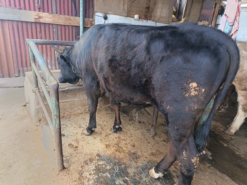 Продам упитанных Быков!