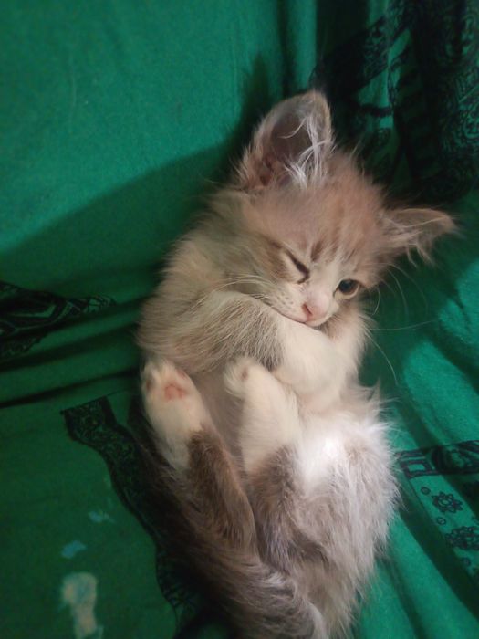 Котенок мальчик умеет ходить в латок