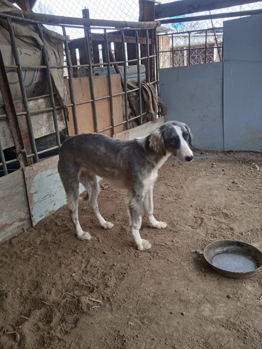 Тазы күшік 6айлық ұрғашы сатылпдыы