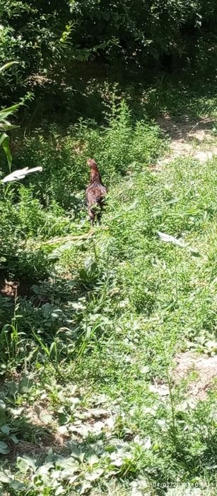 Dakan juja chesta toza