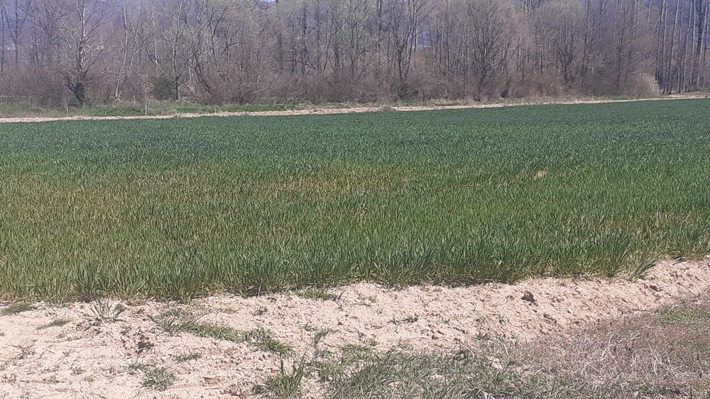 Продава се Земеделски имот в Гоце Делчев -  кв.м за 5 €/дка - Снимка #4