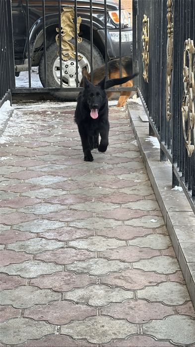 Немецкая овчарка