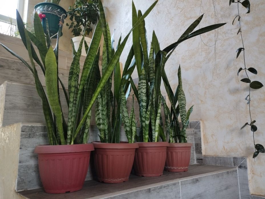 Комнатные цветы. Сансевиерии.