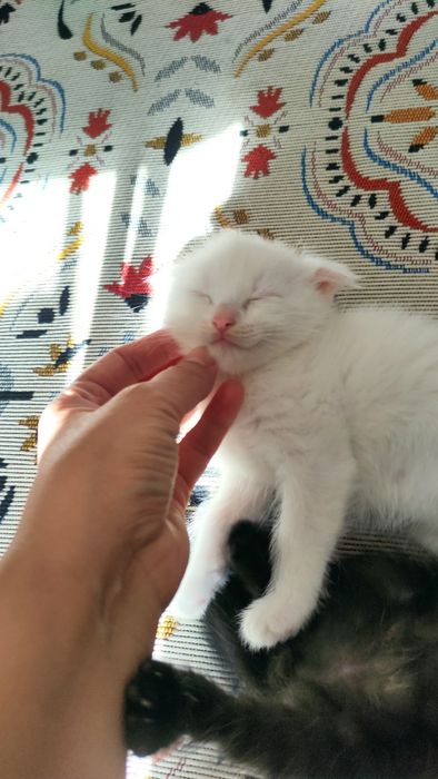 Котят в добрые руки