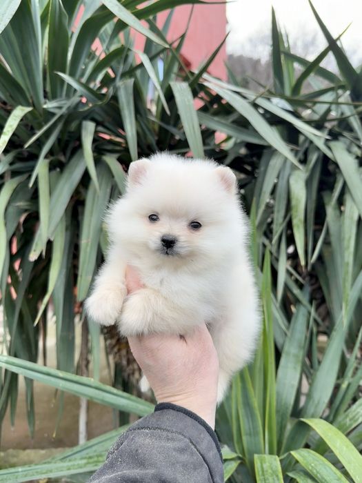 Померан мини момче. Померанче