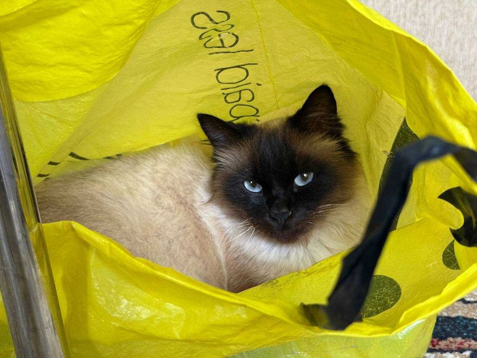 Сиамский котенек в хорошие руки