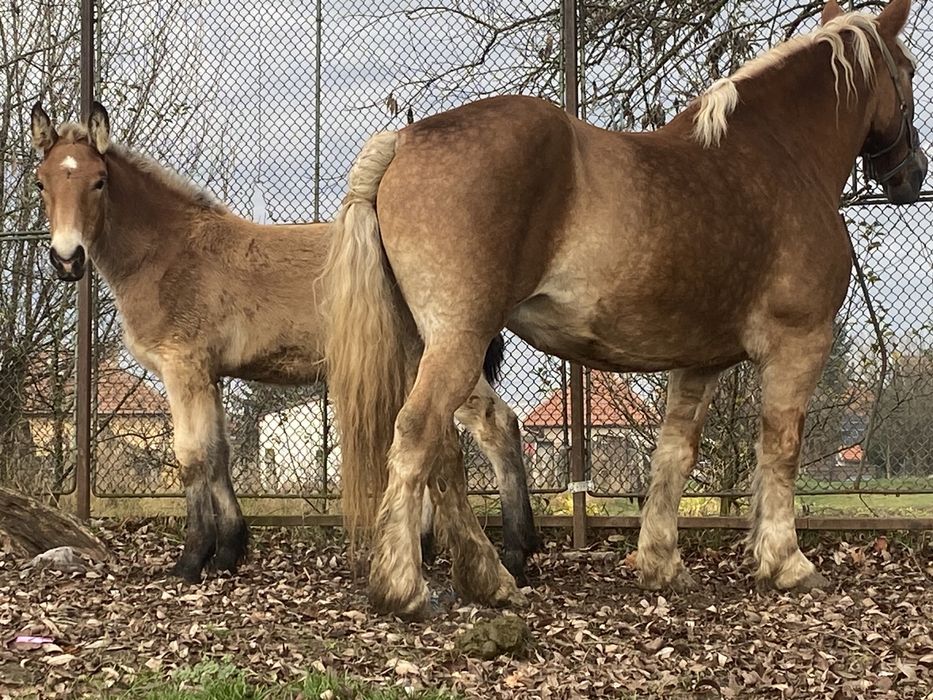 Iapa percheron cu manz langa ia